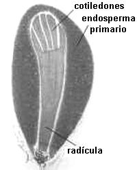 Embrión de Pinus taeda