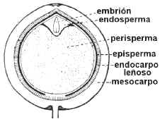 Semillas con endosperma y perisperma