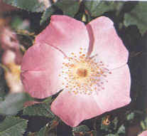 Flor de ovario apocarpico