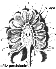  Esquema de Polidrupa