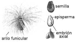 semillas de Asclepias nigra