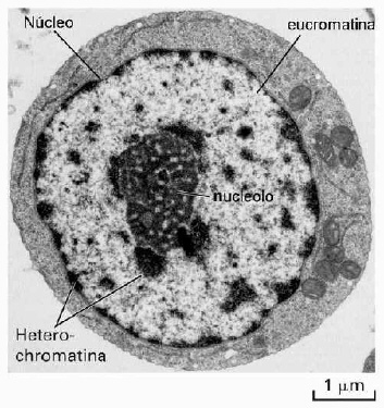 celula vegetal y sus partes. Célula animal vista en MET
