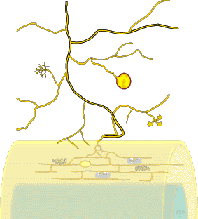 Diagram of soil hyphae and mycorrhizal root (12KB)