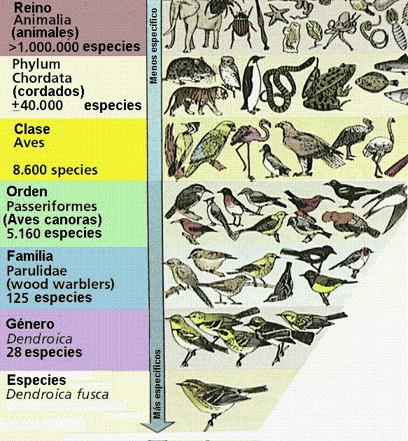 clasificacion de los animales. reinos animal y vegetal.