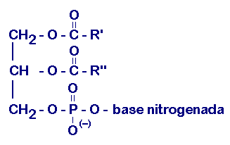 Estructura molecular de esteroides