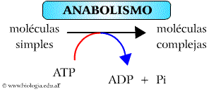 Procesos catabolicos y anabolicos de la celula