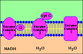 Fosforilacion Oxidativa Y Cadena Respiratoria Pdf