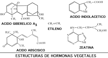 Resultado de imagen de hormonas vegetales animaciones gifs