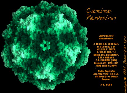 parvoviruscanino.jpg (144935 bytes)