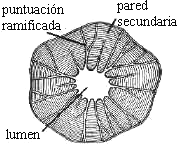 Puntuaciones ramificadas