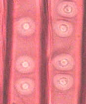 puntuaciones areoladas de Pino (MO)