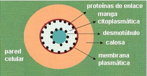 Plasmodesmo en transcorte