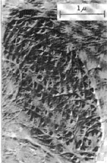 Campo de puntuaci�n