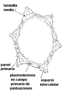 Corte de membrana con campos de puntuaciones primarias