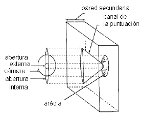 Puntuaci�n areolada � rebordeada