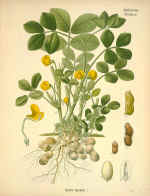 arachis_hypogaea.jpg (136594 bytes)