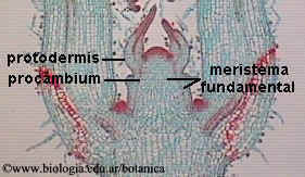 Meristema apical