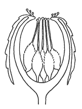 Diagrama de un corte longitudinal