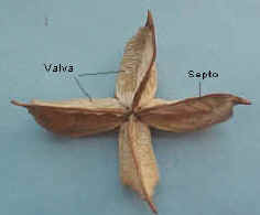 Pericarpo de la capsula del algodonero