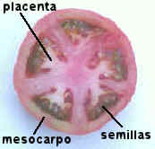 Baya de Lycopersicum sculentum en corte longitudinal