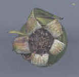 vista apical de cinorrodon