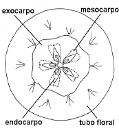 Pomo en corte transversal