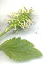 Inflorescencia femenina