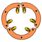 Dehiscencia placenticida