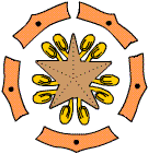 Dehiscencia septfraga