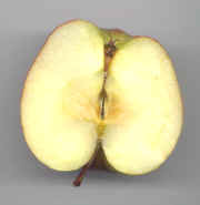 Pomo de un corte longitudinal 