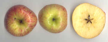 Fruto de Malus sylvestris