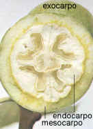 Corte de Juglans regia 