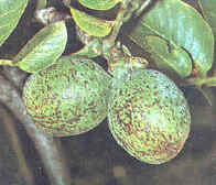 Trimas de Juglans regia 