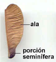 foto detallando partes de trisamara