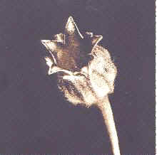 Capsula de Silene sp.