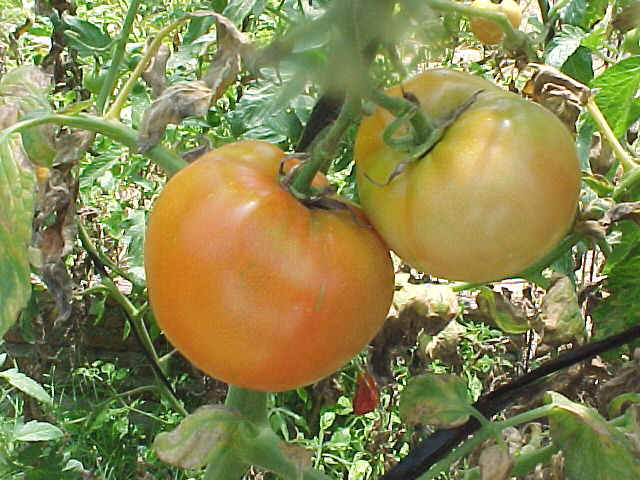 Baya de Lycopersicum sculentum entera