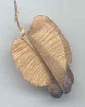 Trisamara de Serjania glabrata