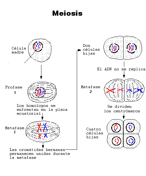 meiosis