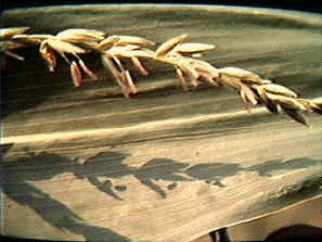 Maiz: flor masculina