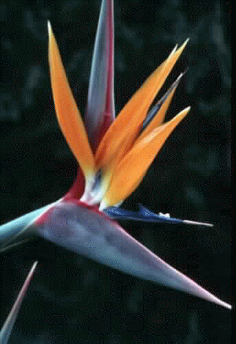 Strelitzia