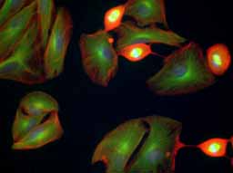 20X Fluorescent Image