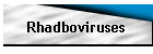 Rhadboviruses