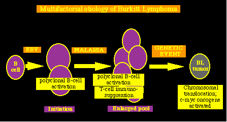 ebvbl.gif (5011 bytes)