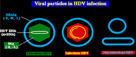 hdv971.gif (4836 bytes)