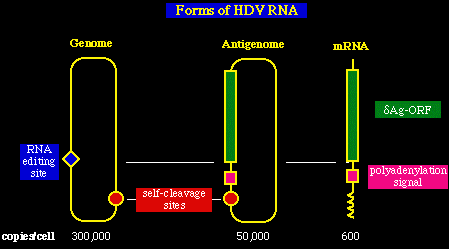 hdv972.gif (4764 bytes)