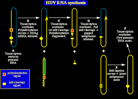 hdv974.gif (8358 bytes)