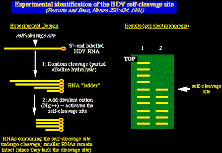 hdv977.gif (6223 bytes)