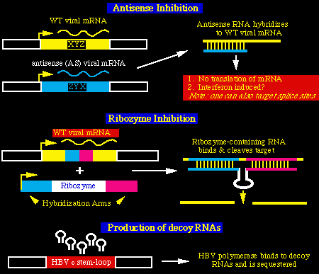 hdv979.gif (7651 bytes)