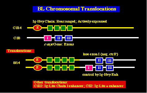 herp97BB3.gif (5230 bytes)
