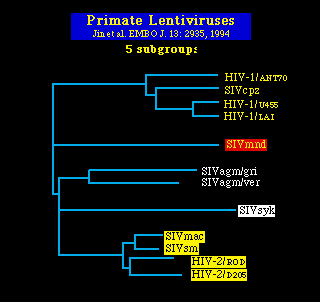 hiv99A1.gif (3426 bytes)